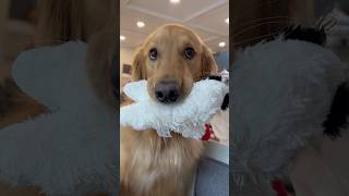 My dog squeaked his toy at the absolute worst time [upl. by Bryon]