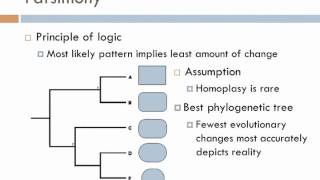 Biology 2 Lecture 4 Phylogenies [upl. by Carmon]