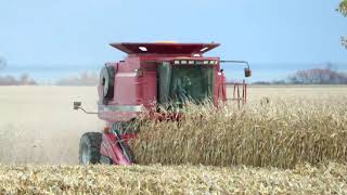 Harvest 2020  Case IH 2388 Axial Flow Combine Harvesting Corn  Corn Harvest 2020 [upl. by Kaliope128]