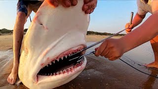 200KG SHARKS BECOME THE BAIT BEACH FISHING INSANITY [upl. by Lehsar339]