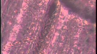 Blood Thur Veins2 Microscopy blood circulating flowing capillaries corpuscles vessel FVSS master Ser [upl. by Akienom]