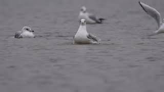 Ringbilled Gull and Bonapartes Gull 9800 [upl. by Imray]