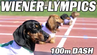 The 100m Dachshund Dash  Wiener Dog Race [upl. by Cheng]