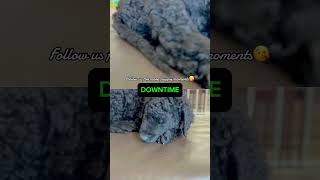 Finally sleeping chill dog puppy pets doglover puppies love dogmom shortvideo shorts [upl. by Rosella442]