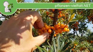 Sanddorn  FrüchteSamen  190818 Hippophae rhamnoides  Baum Früchte Bestimmung [upl. by Eatton]