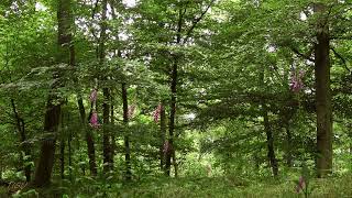 Foxglove in the Forest Atmospheric  Relaxing and Birdsong ♪♪♫ [upl. by Traci]