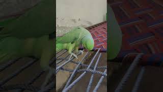 Parrot calling and singing parrot parrottalking cute birds mitthutalkingparrot petbird [upl. by Schild330]