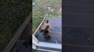 Gizmo the pug gets a treat [upl. by Ridley]