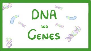 GCSE Biology  DNA Part 1  Genes and the Genome 63 [upl. by Honoria]