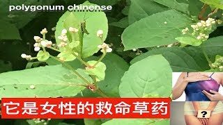 火炭母的功效与作用。polygonum chinense medicinal uses。 Manfaat sembuluh。 [upl. by Evin]