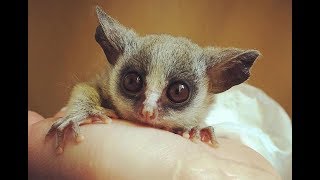 Senegal GalagoSenegal bushbaby  Cute Tiny Monkey [upl. by Carol]