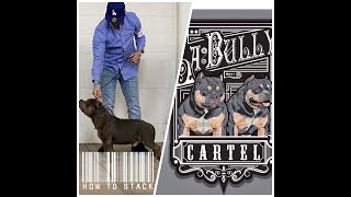 Show Stacking Your American Bully The quotJuquot way [upl. by Aneres]