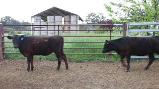 Killawarra Park Heifers [upl. by September969]