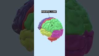 Cerebral Lobes Part 1 brain medical [upl. by Enuahs]