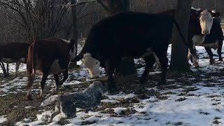 Herding Fun  Australian Cattle Dogs [upl. by Aisatsanna]