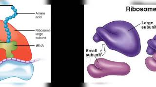 EUKARYOTES AND PROKARYOTES  CELL  BIOLOGY  BY PHANINDRA GUPTHA [upl. by Anauqed613]