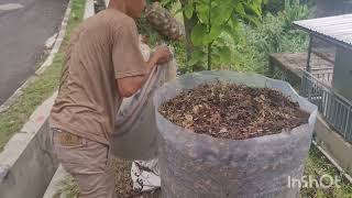 Pembuatan Media Tanam  VHDP Vertical High Density Plantation UBI CILEMBU ORGANIK [upl. by Llehsor]