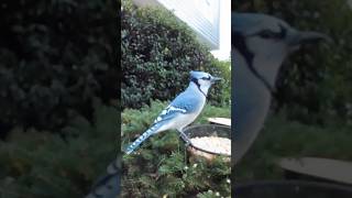 Blue Jay enjoys a meal while nearby mate is calling blue jay calling [upl. by Airrej]