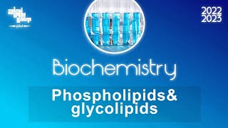 TUT 7 Phospholipid amp glycolipid metabolism Biochemistry [upl. by Serrell]