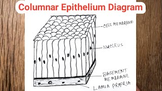 How to Draw Columnar Epithelium  Simple Columnar Epithelium Diagram [upl. by Bryn431]