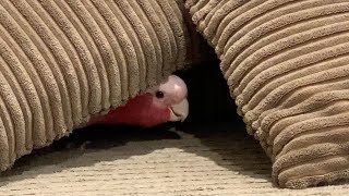 Hide and Seek Bobo  The Adventures of Bobo the Galah Cockatoo [upl. by Mady]