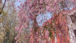 Millettia Peguensis the Moulmein Rosewood at Punjabi University Patiala 13 April2021 [upl. by Ocirred453]