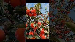 Learn to grow Persimmon fruit at home in 30 days [upl. by Reimer]