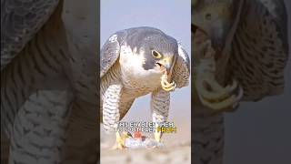 Peregrine falcon  The words fastest animal [upl. by Cappella105]