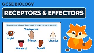 Receptors amp Effectors  GCSE Biology [upl. by Ahseel163]