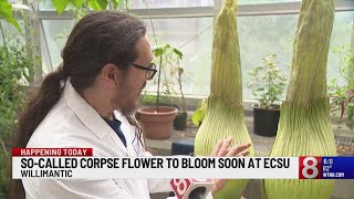 Rare corpse flower blooming at Eastern Connecticut State University [upl. by Hareema]