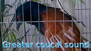 Greater coucal sound 03 [upl. by Wenonah]