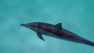 Guided Meditation  Flow Dolphin Spirit [upl. by Leanor293]