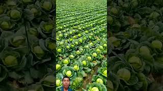 cabbage farm cabbage farming agriculture [upl. by Iran]