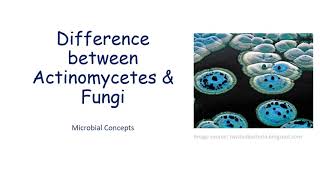 Difference between Actinomycetes amp Fungi fungi actinomycetes  Microbiology  Viva que [upl. by Carroll]