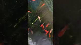 oranda goldfish [upl. by Adnovad]