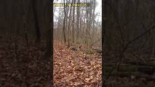 The Ohio rut is a special time The last doe he chaseddeerhunting [upl. by Ibbob481]