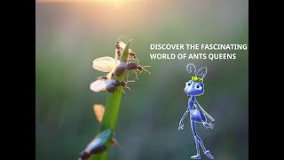 DISCOVER THE FASCINATING WORLD OF ANTS QUEENS [upl. by Kerby]