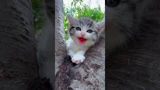 Baby kittens meowing  cute cat ❤️ shorts cat kitty tiktok meow cute [upl. by Ifen]