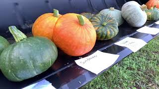 Winter Squash Varieties [upl. by Healion632]