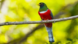 Trogon Birds of Costa Rica [upl. by Negyam336]