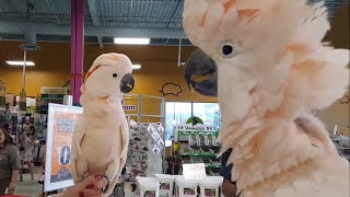 Cockatoos meet each other in pet store hilarity ensues [upl. by Nyliac]