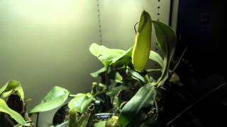 Nepenthes Saguinea Time lapse [upl. by Salohcin]