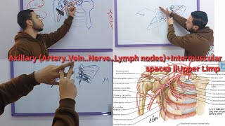 Axillary ArteryVeinNerveLymph nodesIntermuscular spaces  Upper Limp [upl. by Hike576]