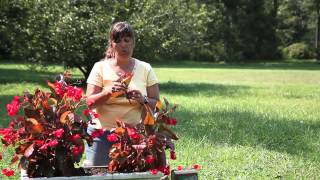 How to Propagate ThickStem Begonias  Begonias [upl. by Adnilra185]