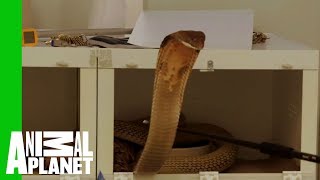 This Huge Deadly King Cobra Does Not Want To Cooperate With Zookeepers [upl. by Wilmott]