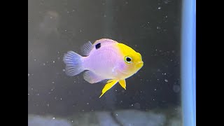 New Damselfish for the 5 Gallon Saltwater Aquarium [upl. by Strohbehn]