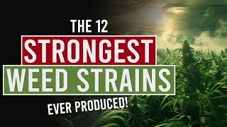 The 12 Strongest Weed Strains Ever Produced [upl. by Biel]