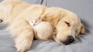 Kitten With Separation Anxiety Cant Sleep Without Golden Retriever [upl. by Rodnas]