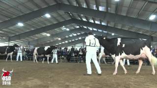 Grand Champion Holstein  Ontario Spring Discovery 2016 [upl. by Arelus]