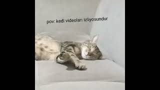 Kedi videosu izliyosundur [upl. by Nailliw]